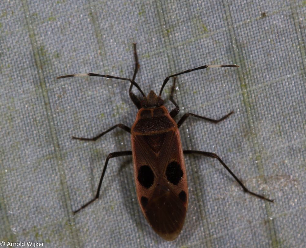 Physopelta cincticollis