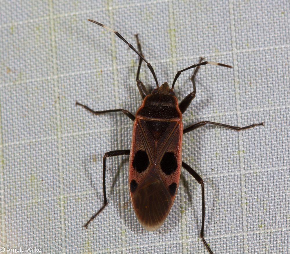 Physopelta cincticollis