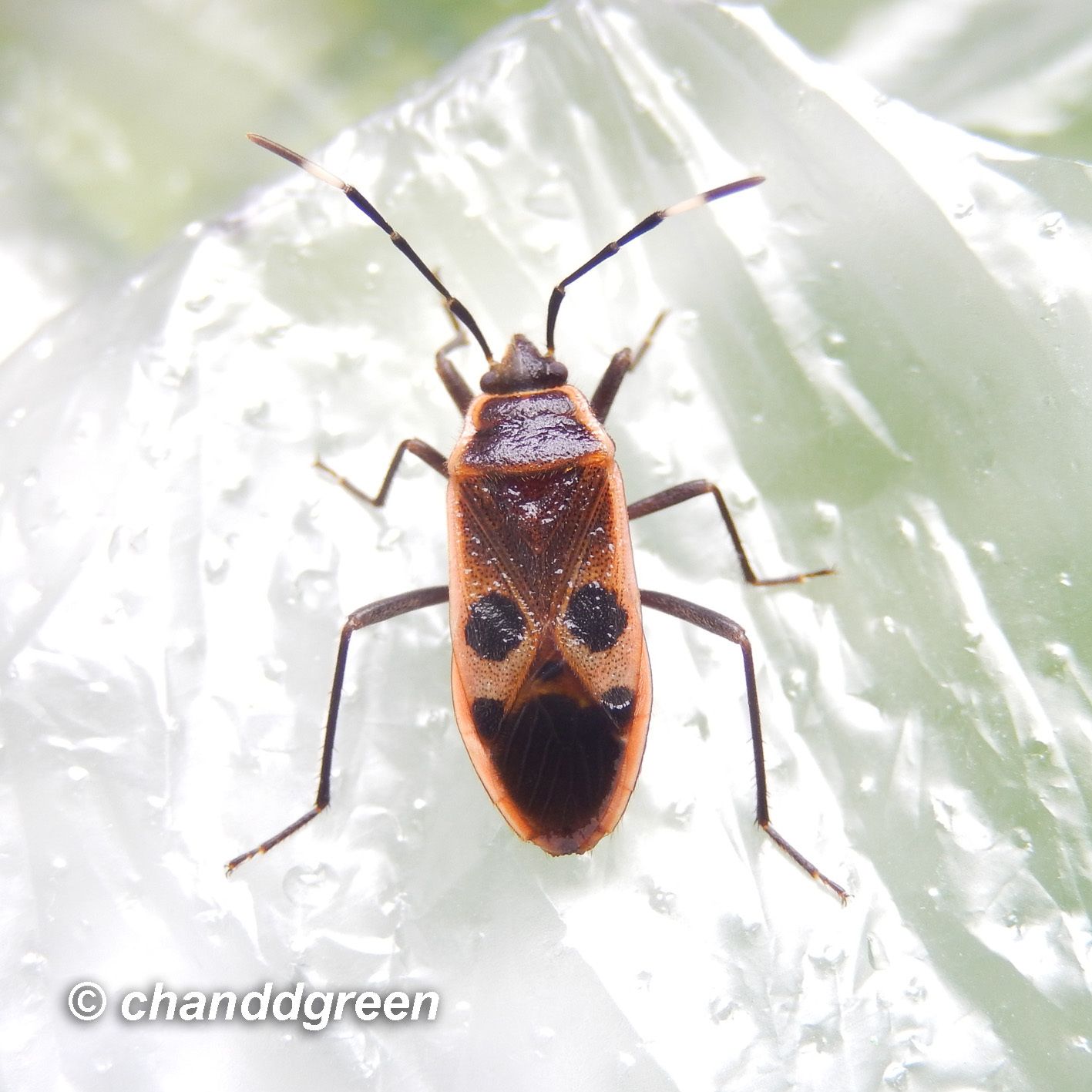 Physopelta cincticollis