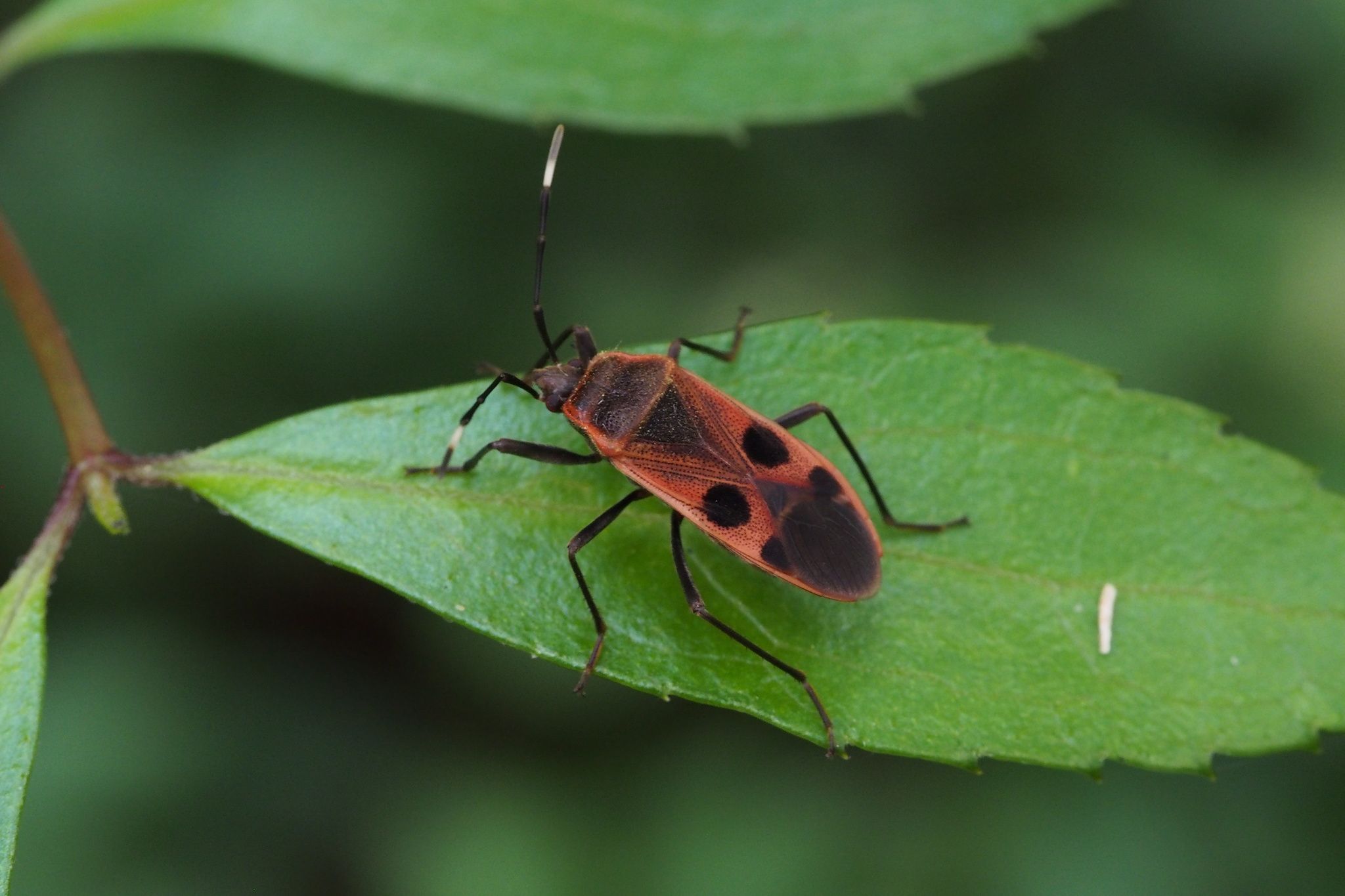 Physopelta cincticollis
