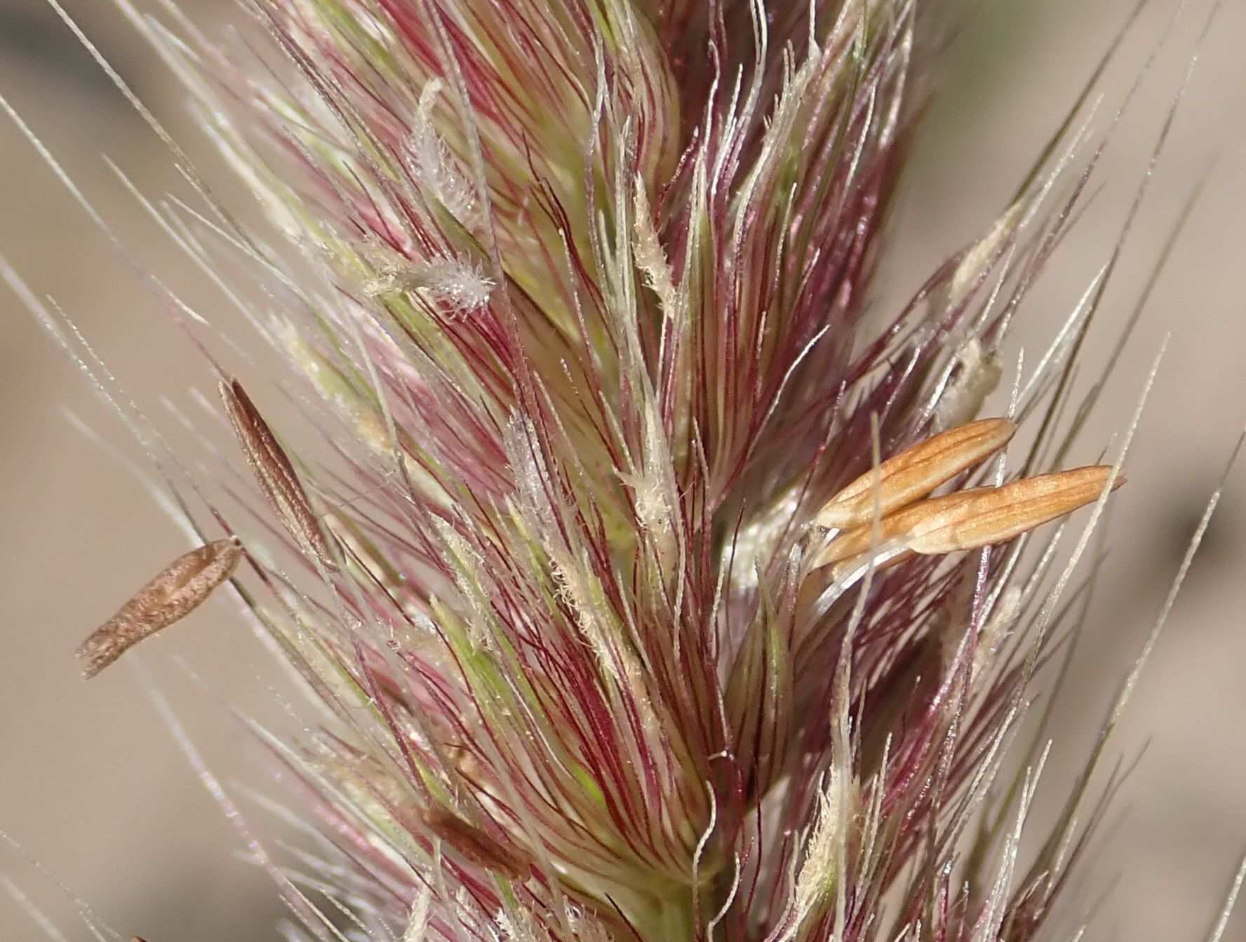 Cenchrus macrourus