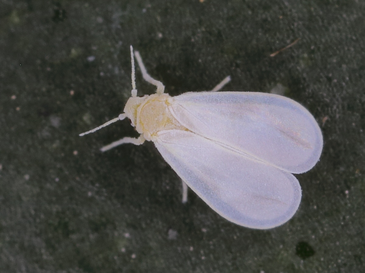 Trialeurodes vaporariorum
