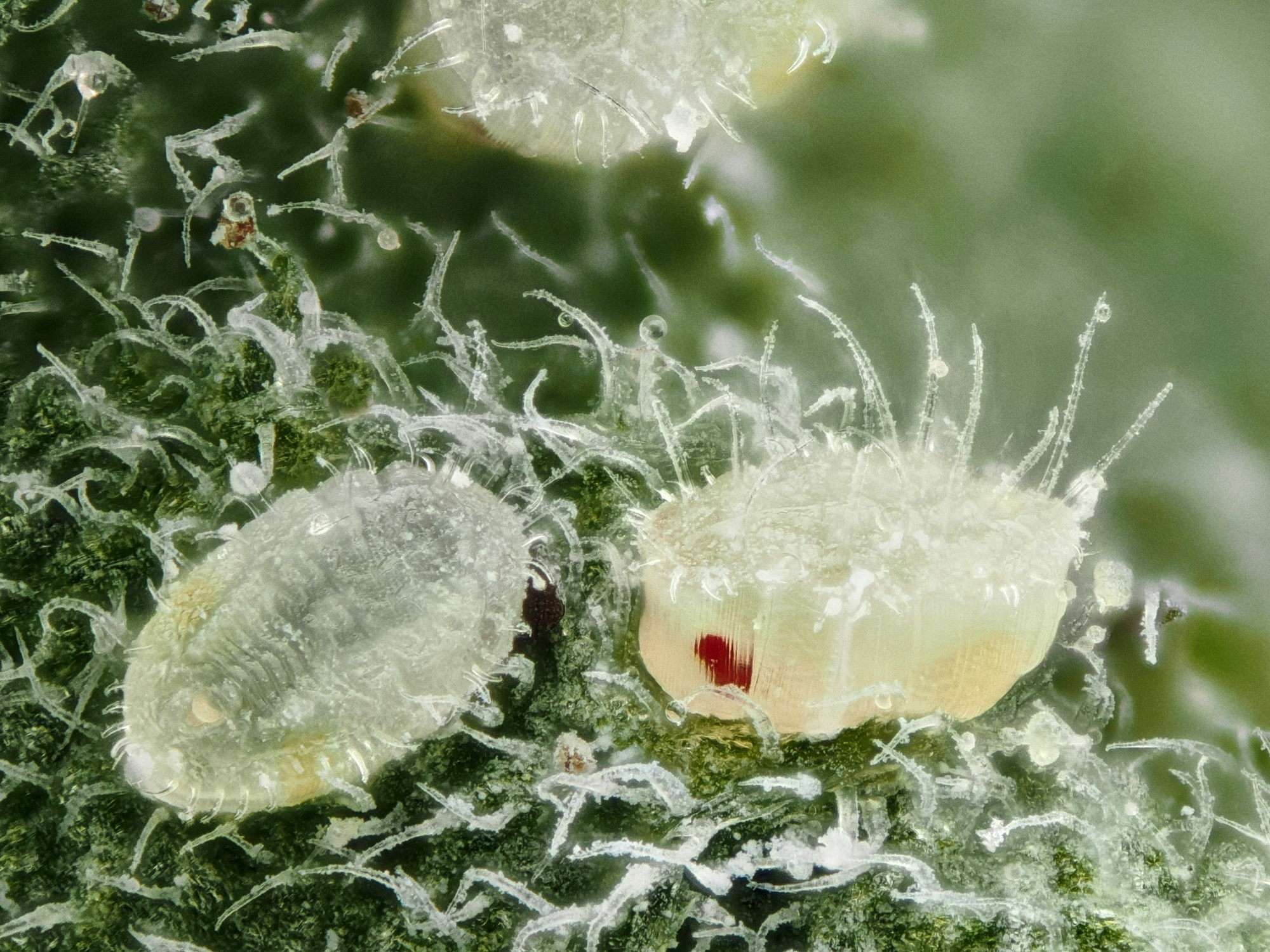 Trialeurodes vaporariorum