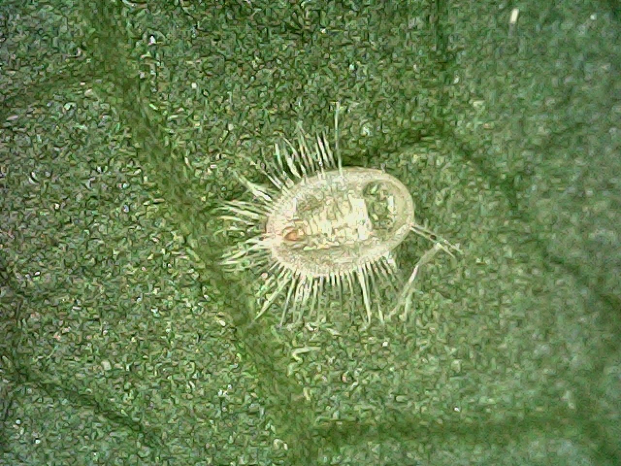 Trialeurodes vaporariorum