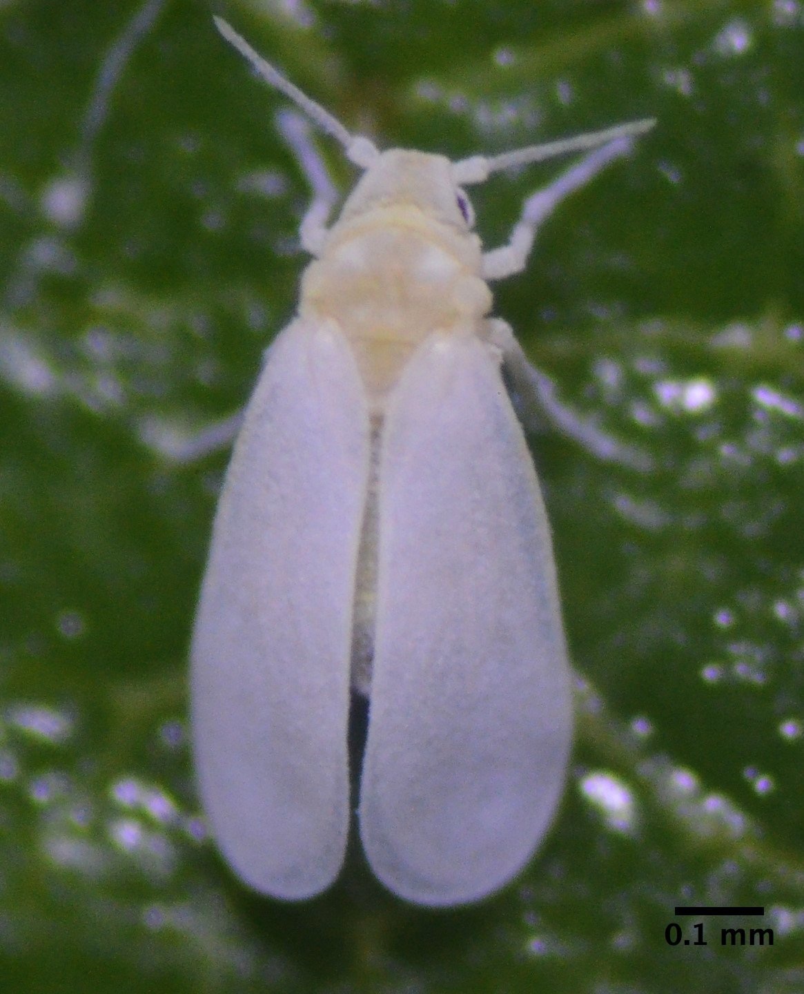 Trialeurodes vaporariorum