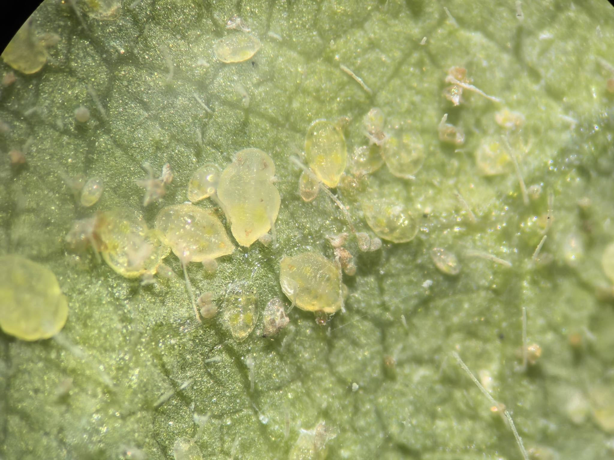 Trialeurodes vaporariorum