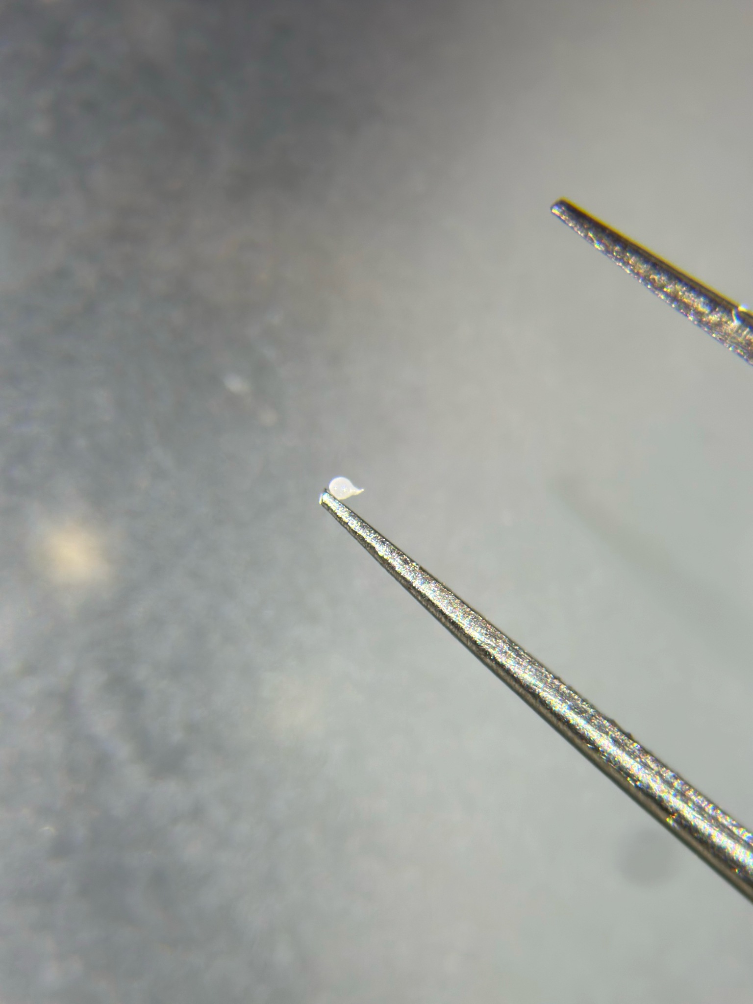 Meloidogyne javanica