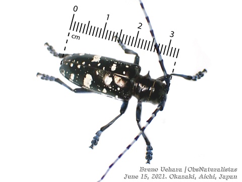 Anoplophora glabripennis