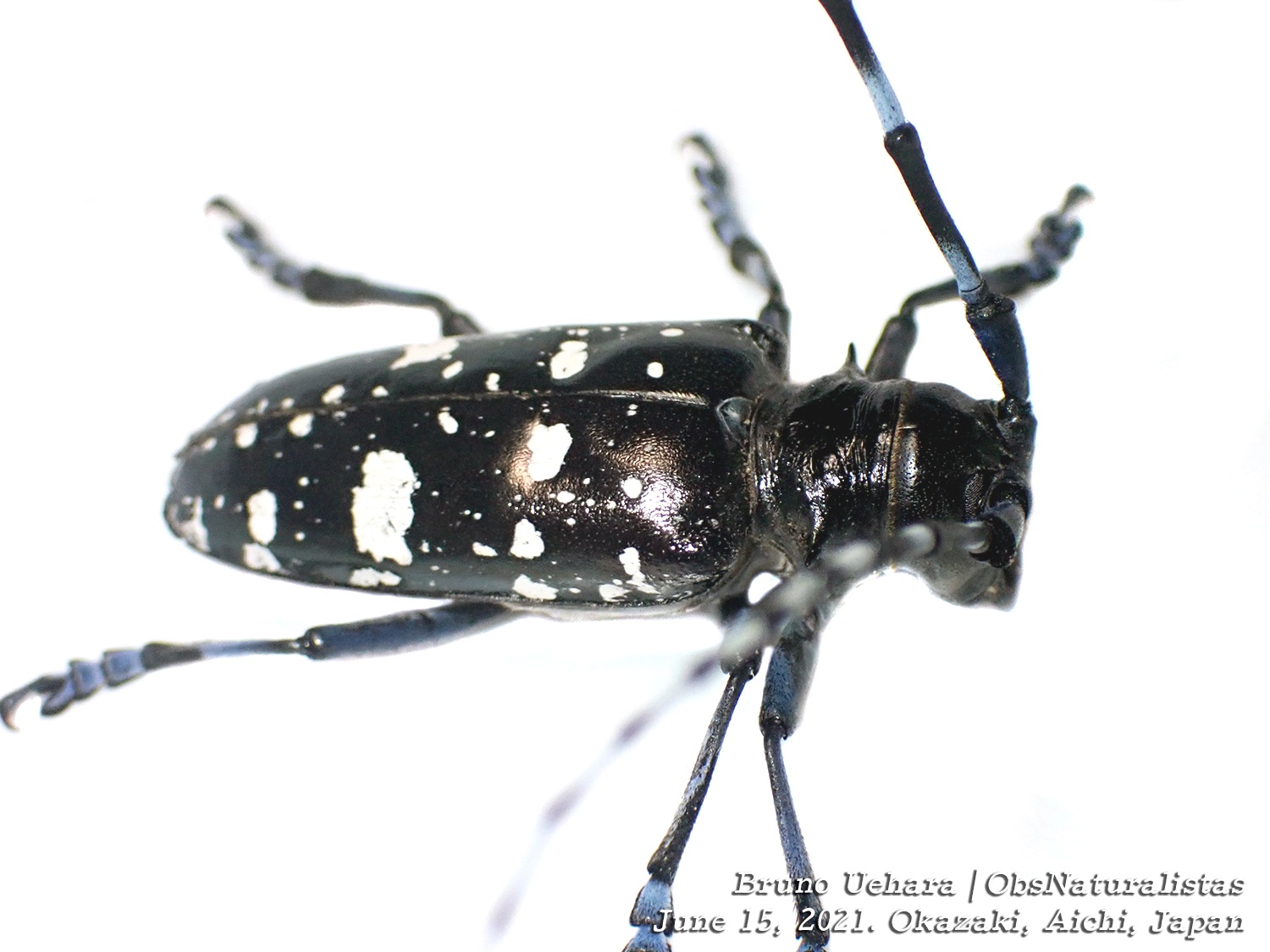 Anoplophora glabripennis