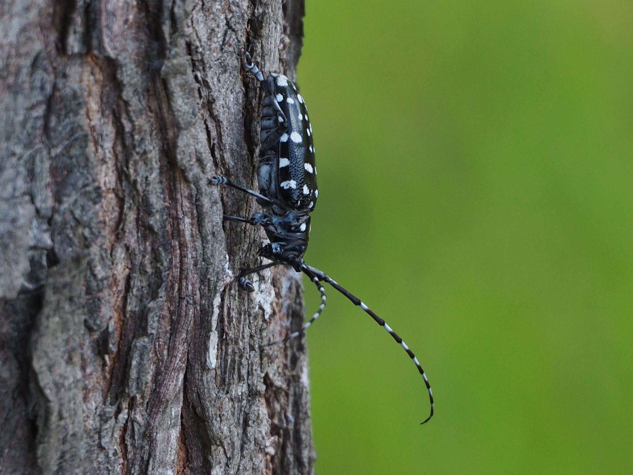 Anoplophora glabripennis
