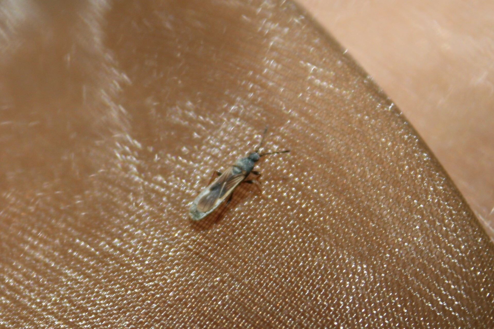 Ischnodemus sabuleti