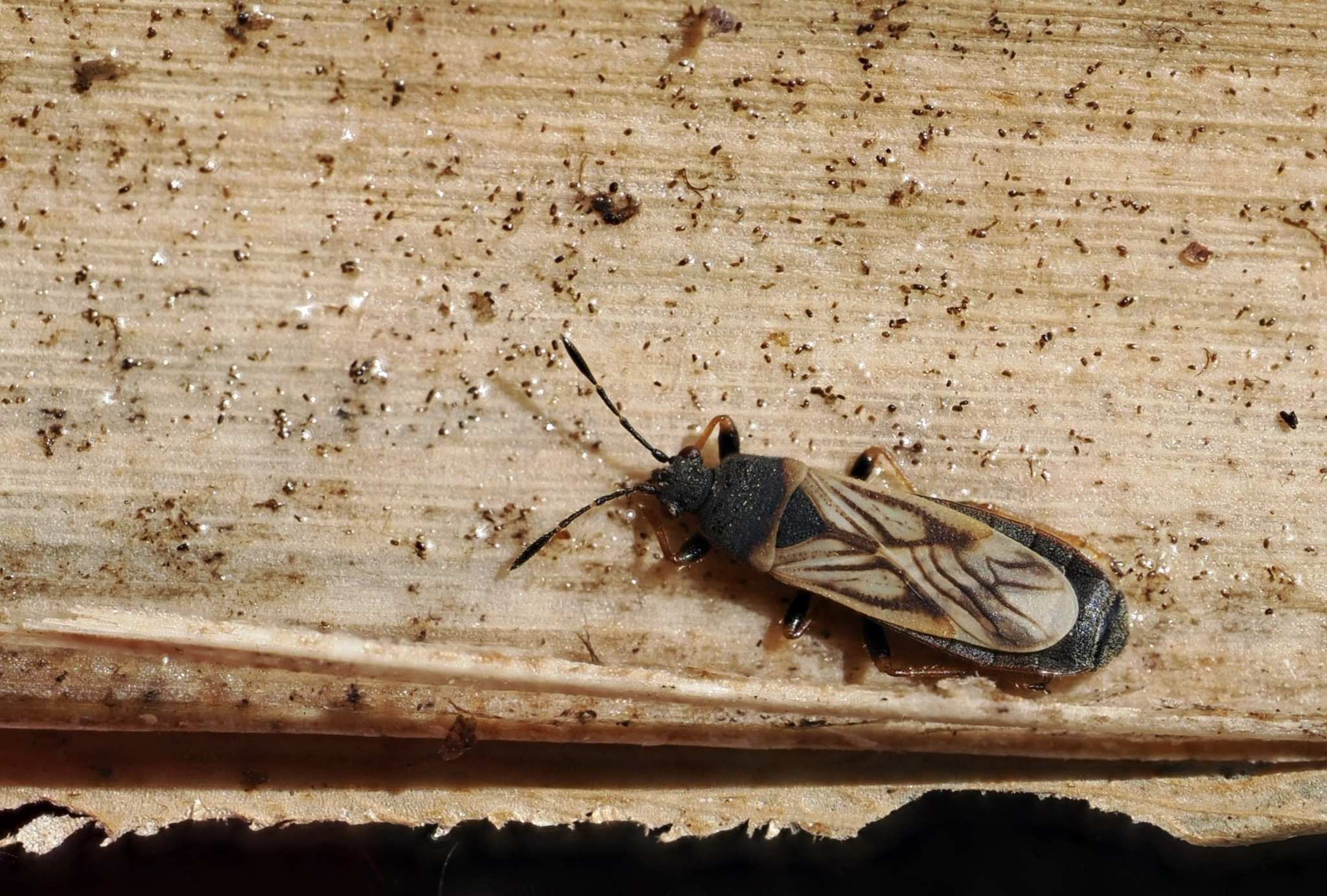 Ischnodemus sabuleti