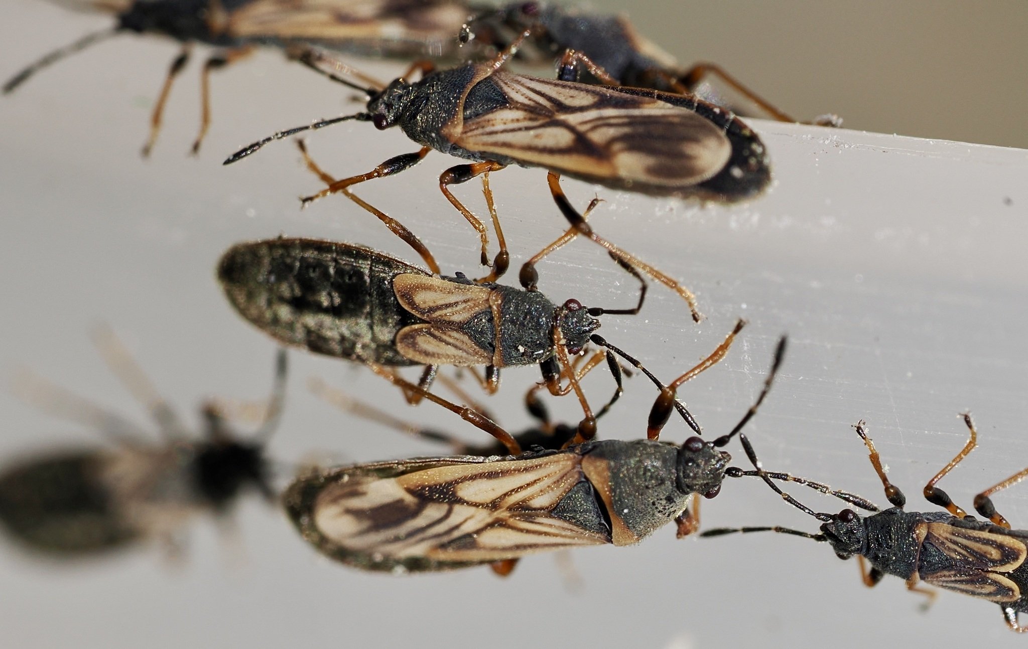 Ischnodemus sabuleti