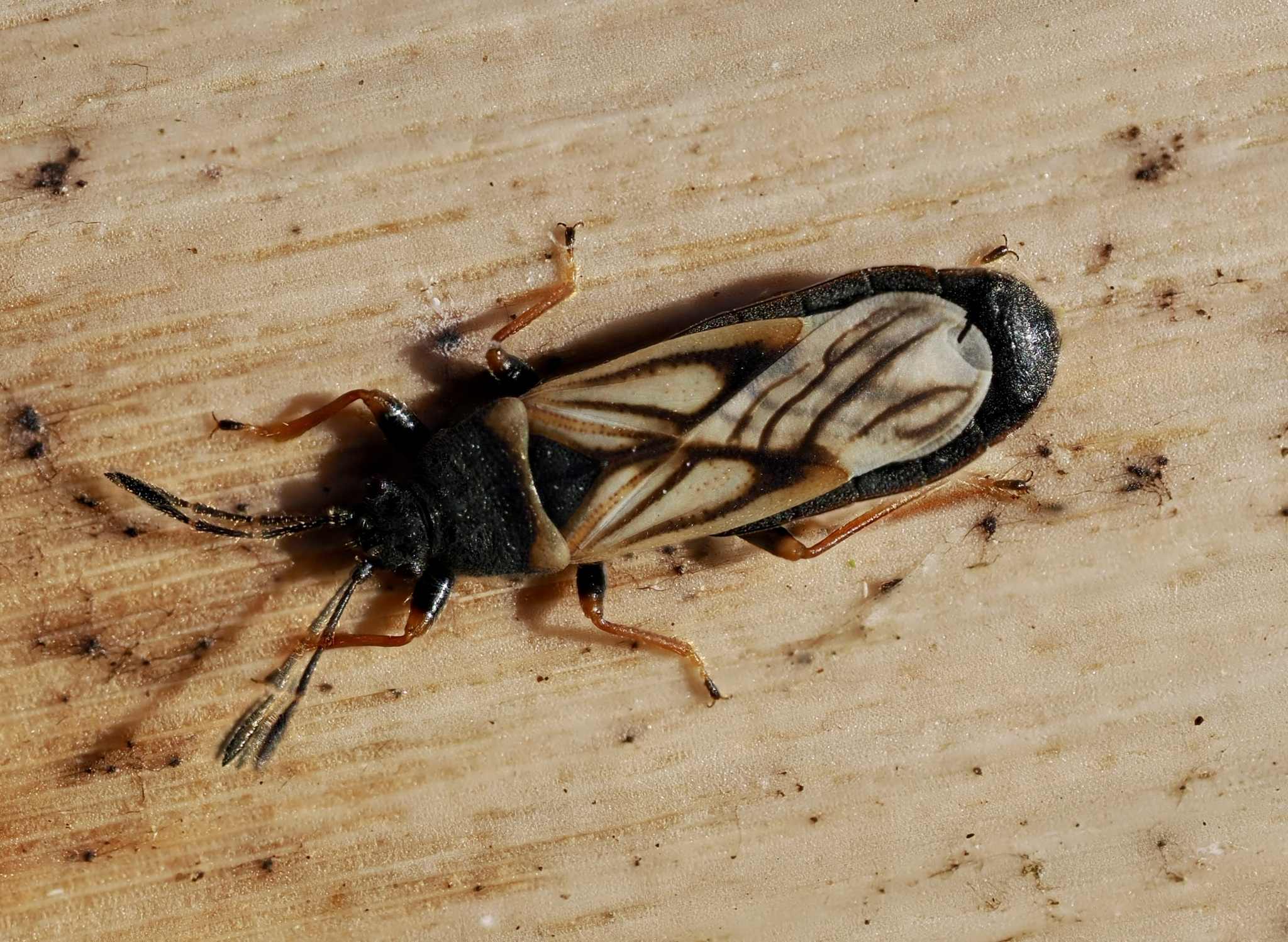 Ischnodemus sabuleti