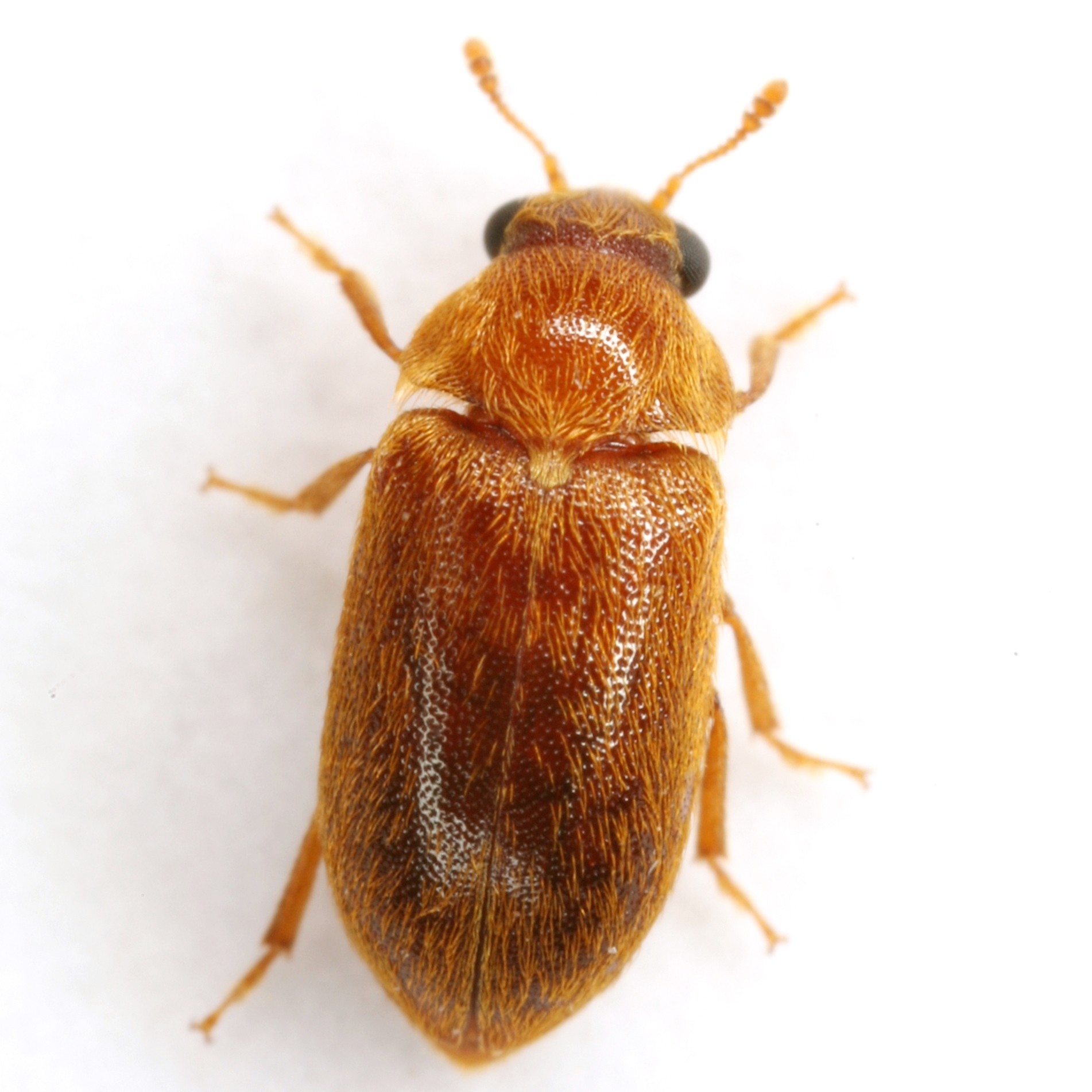 Byturus unicolor