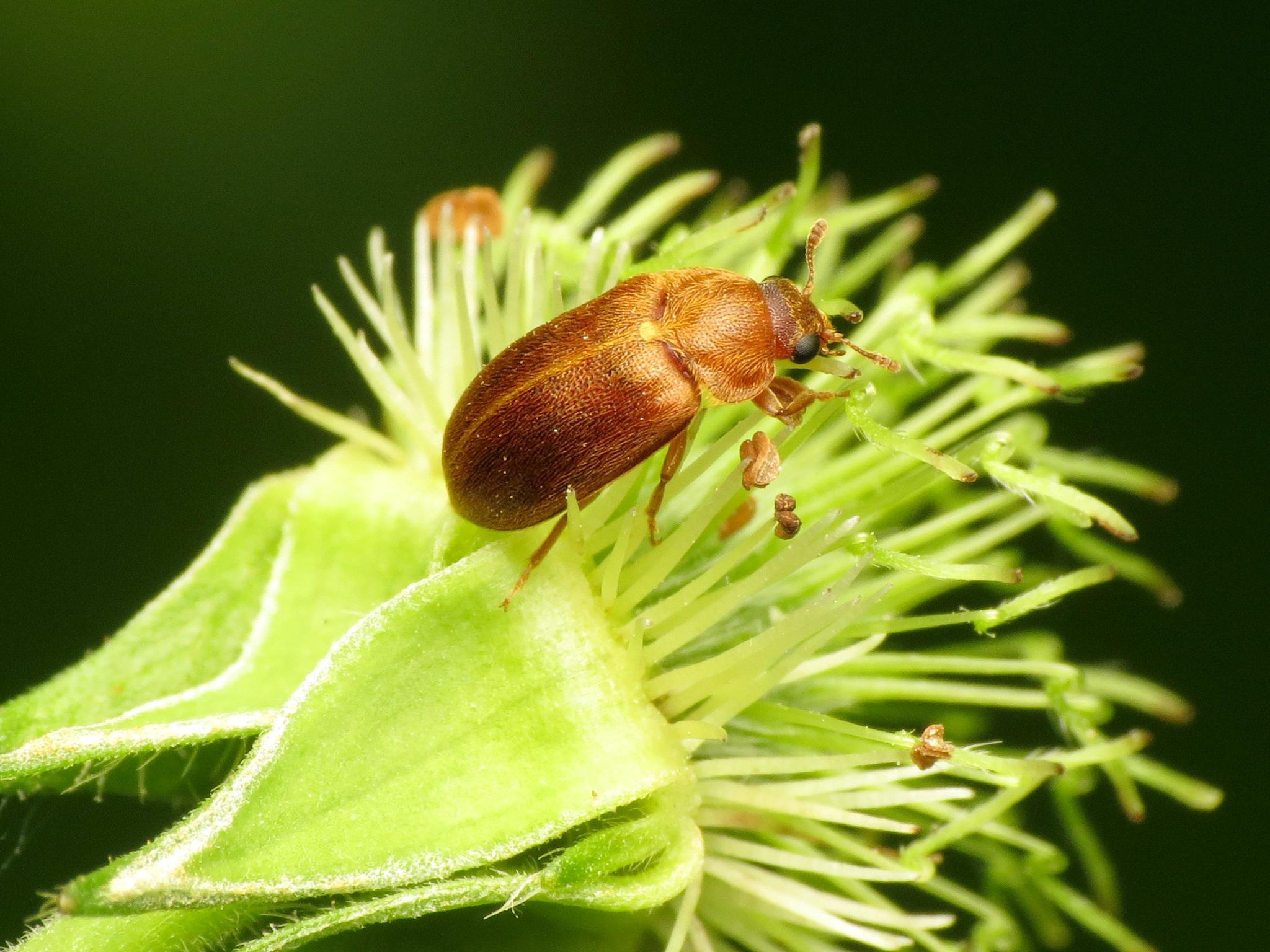Byturus unicolor