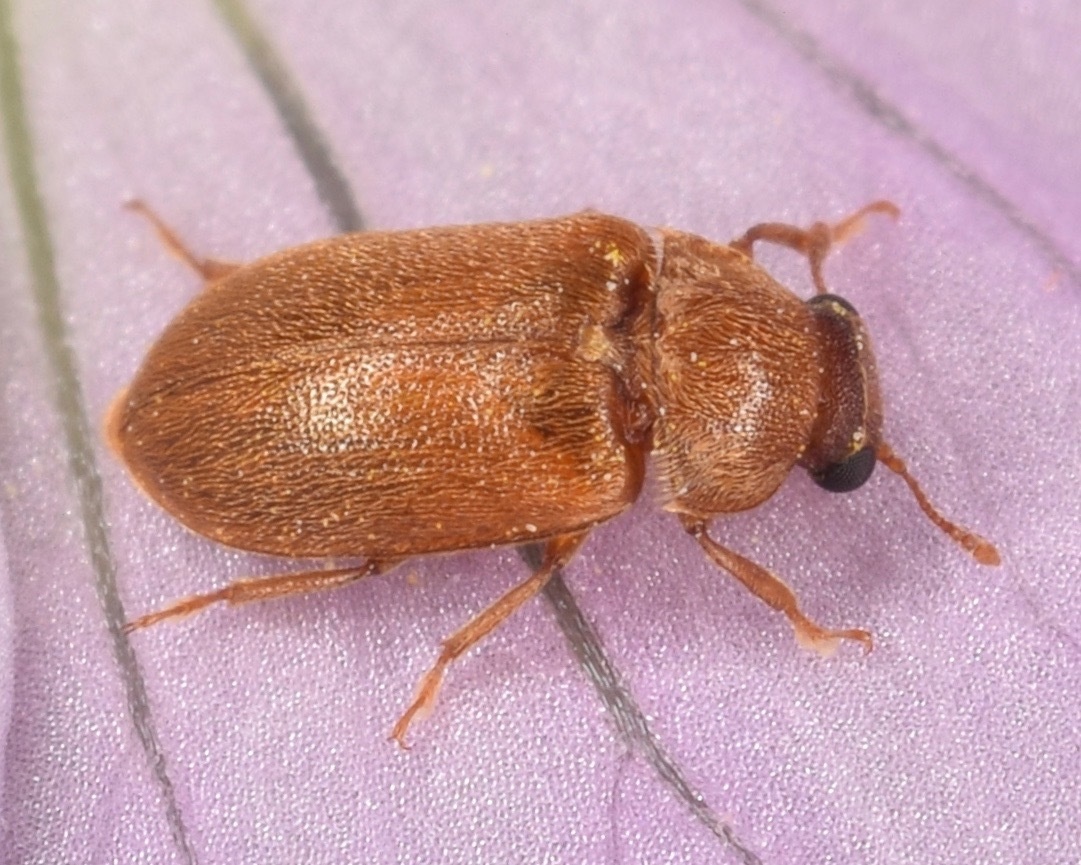 Byturus unicolor