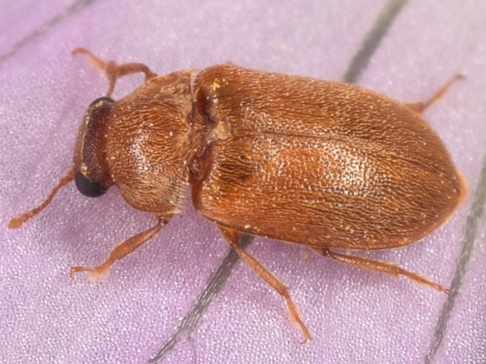 Byturus unicolor