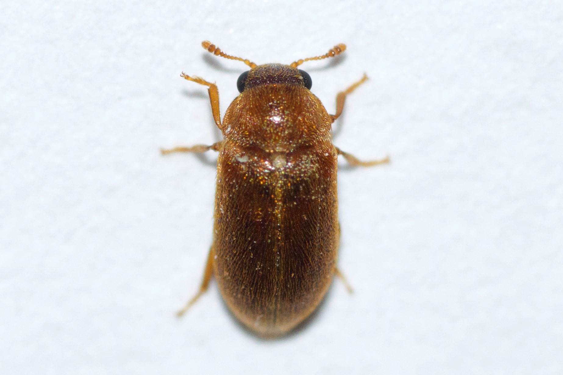 Byturus unicolor