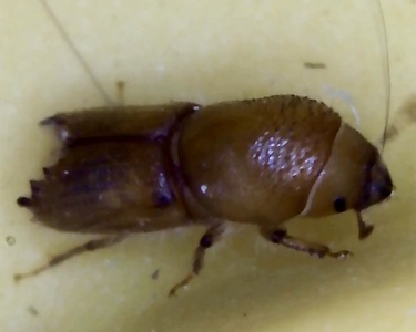 Ips confusus