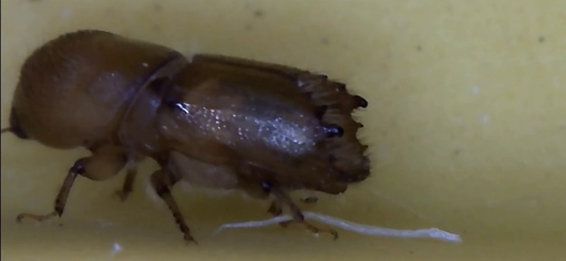 Ips confusus