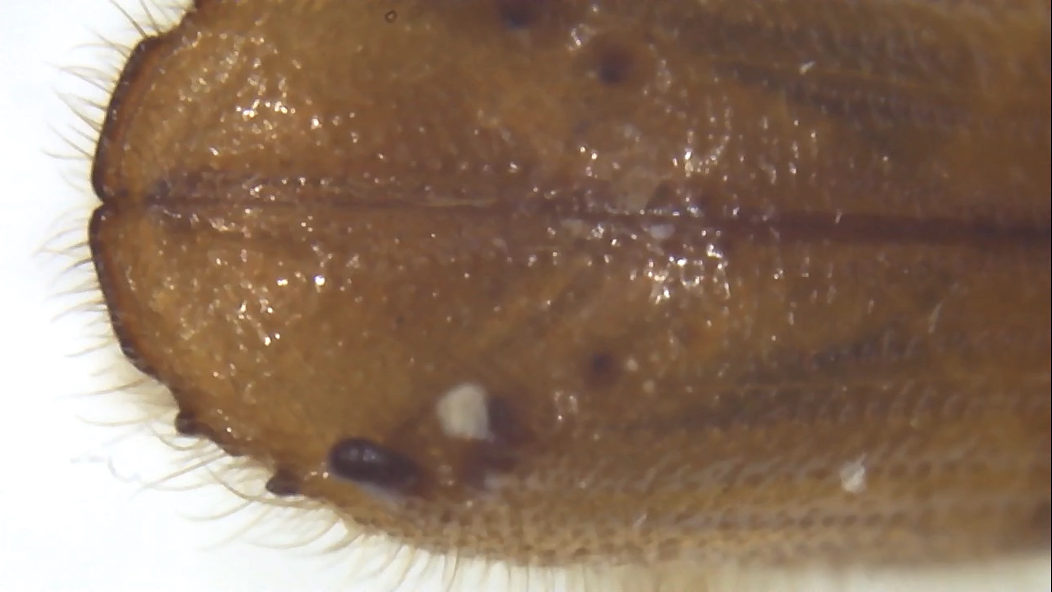 Ips confusus