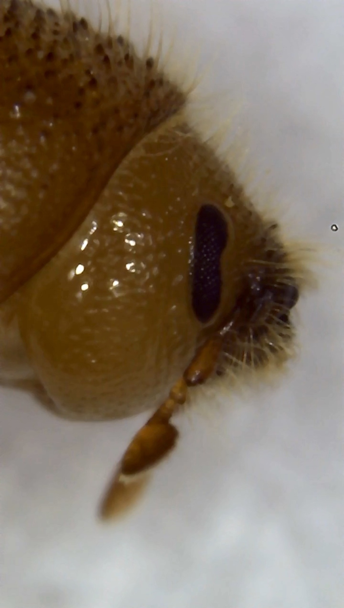 Ips confusus
