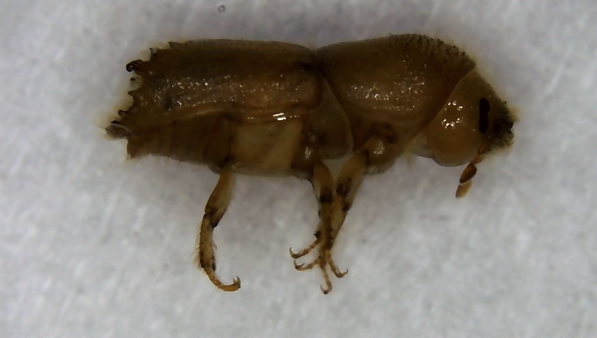 Ips confusus