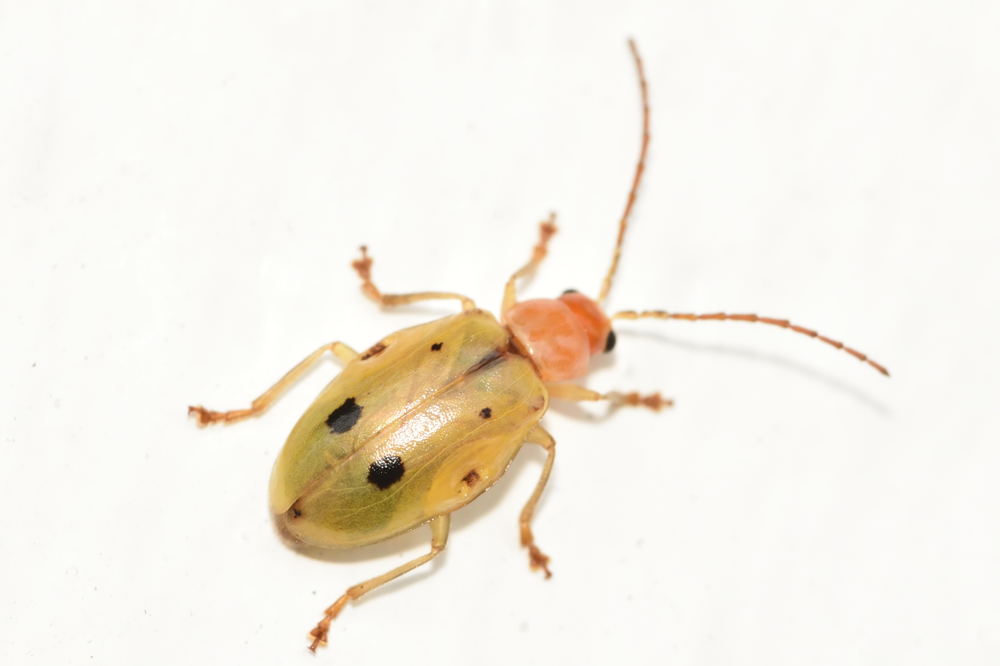 Malacorhinus