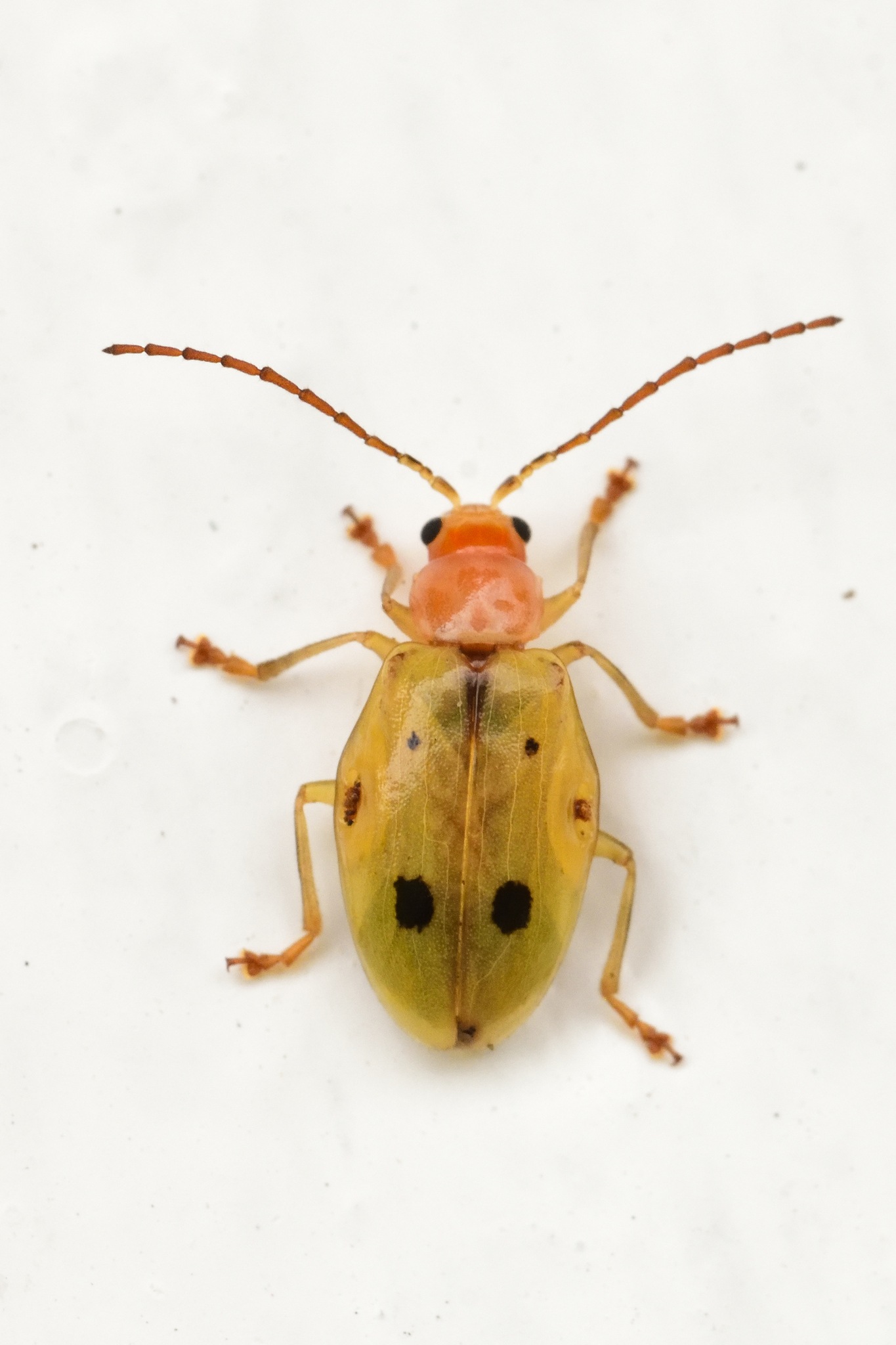 Malacorhinus