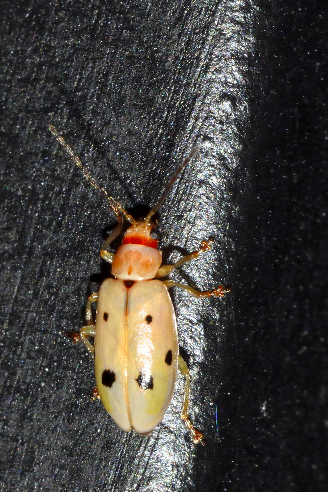 Malacorhinus