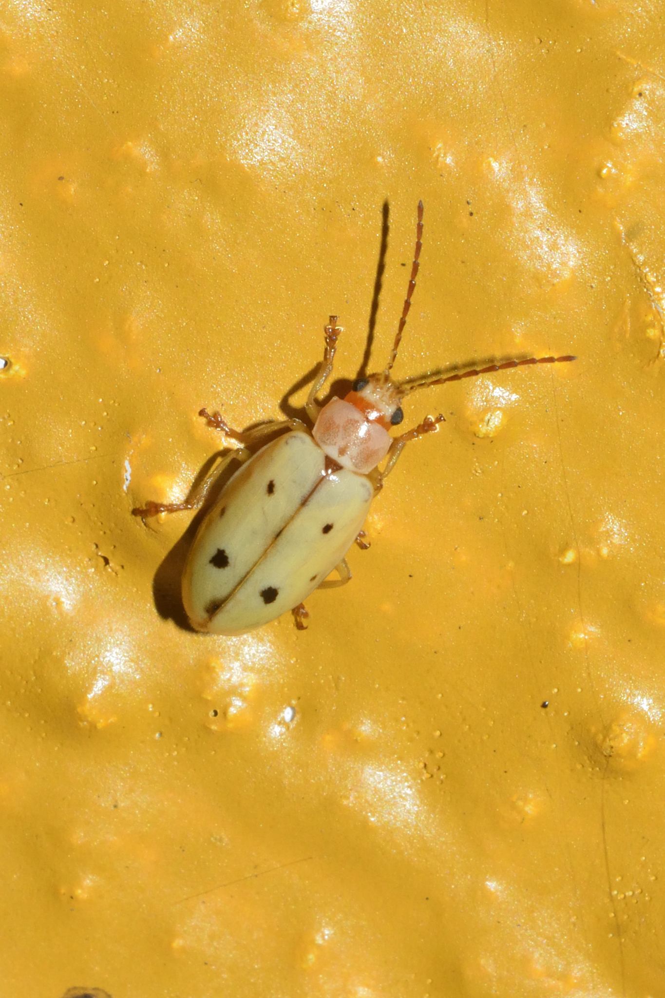Malacorhinus