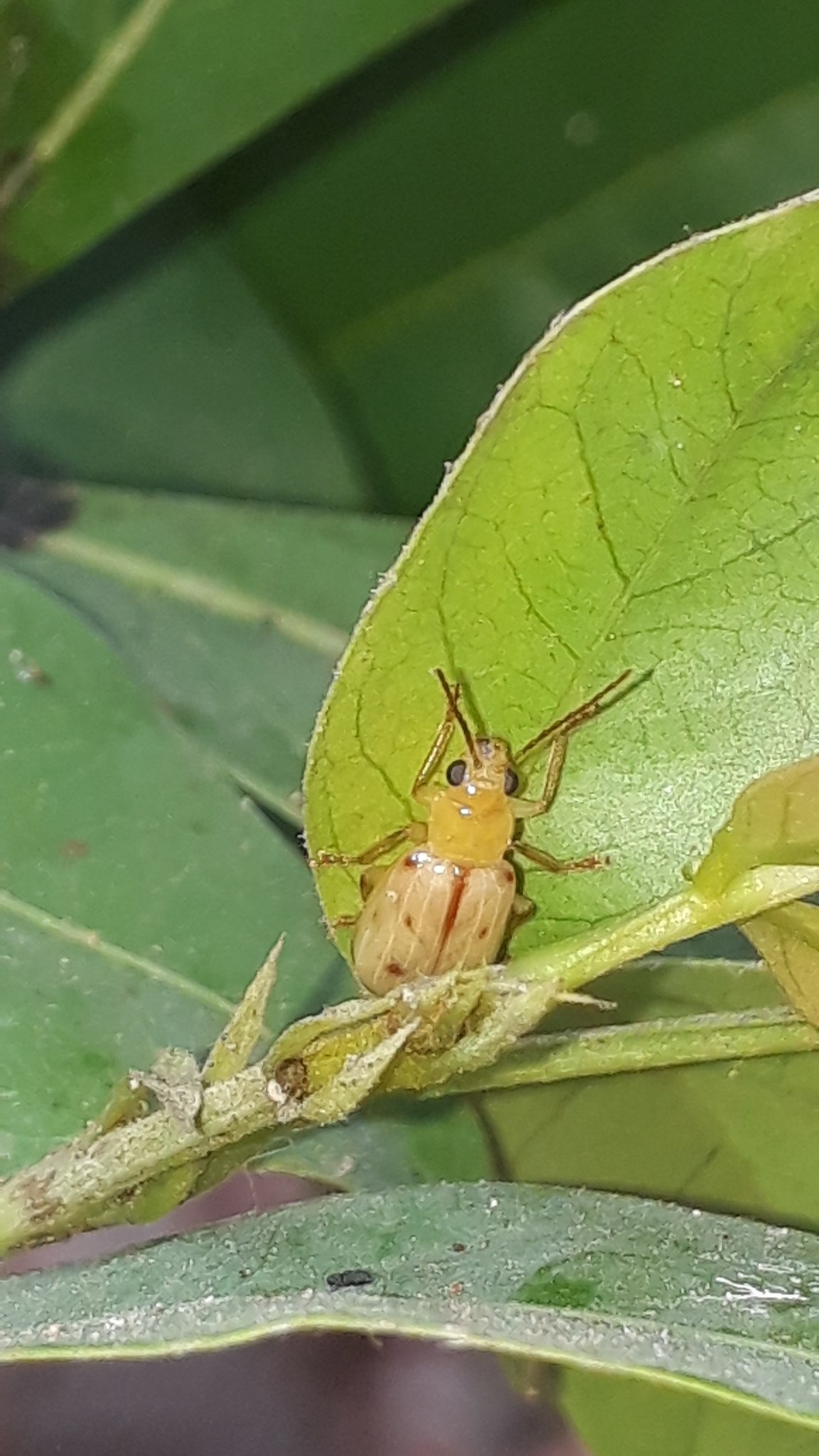Malacorhinus