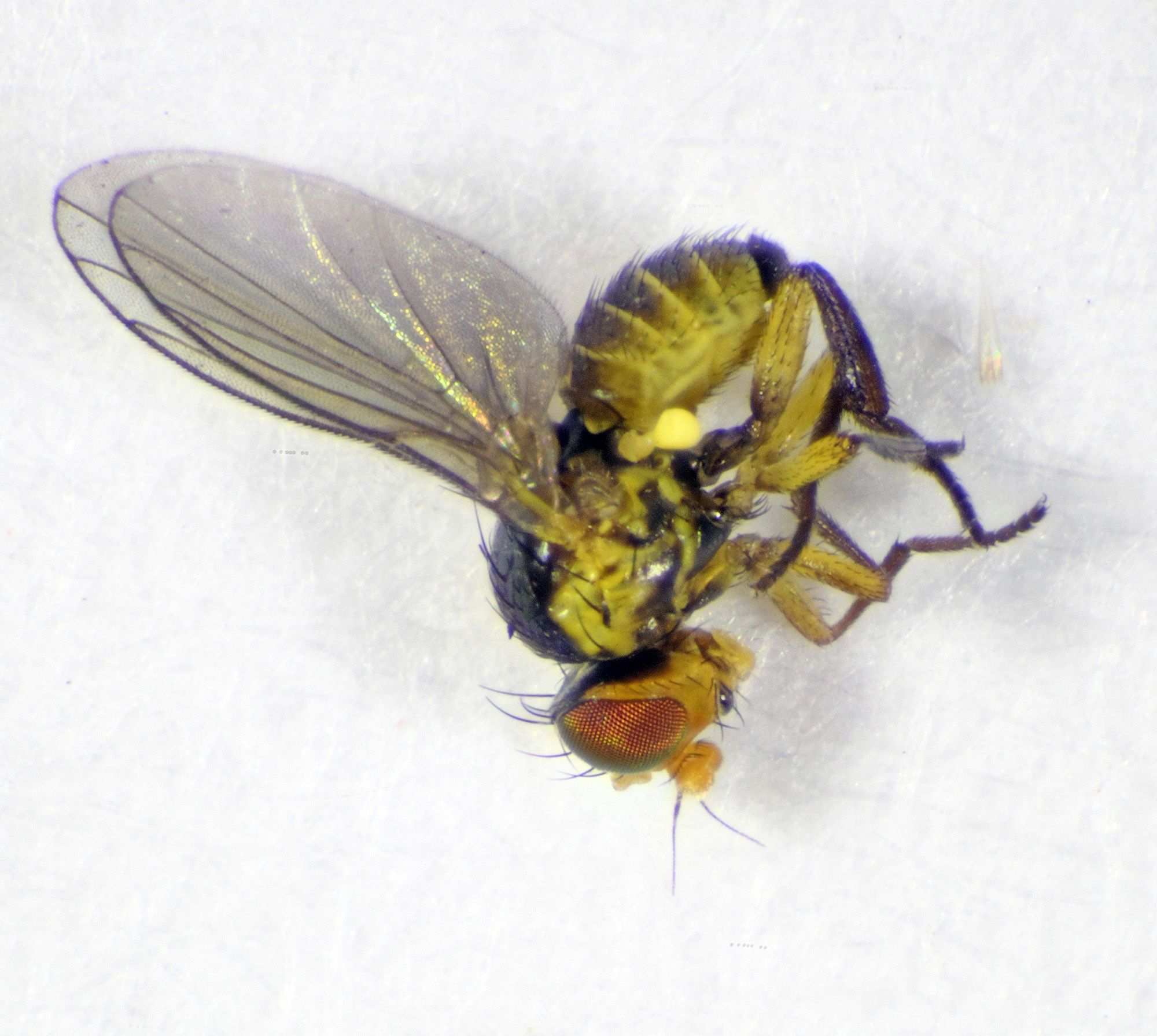 Liriomyza bryoniae
