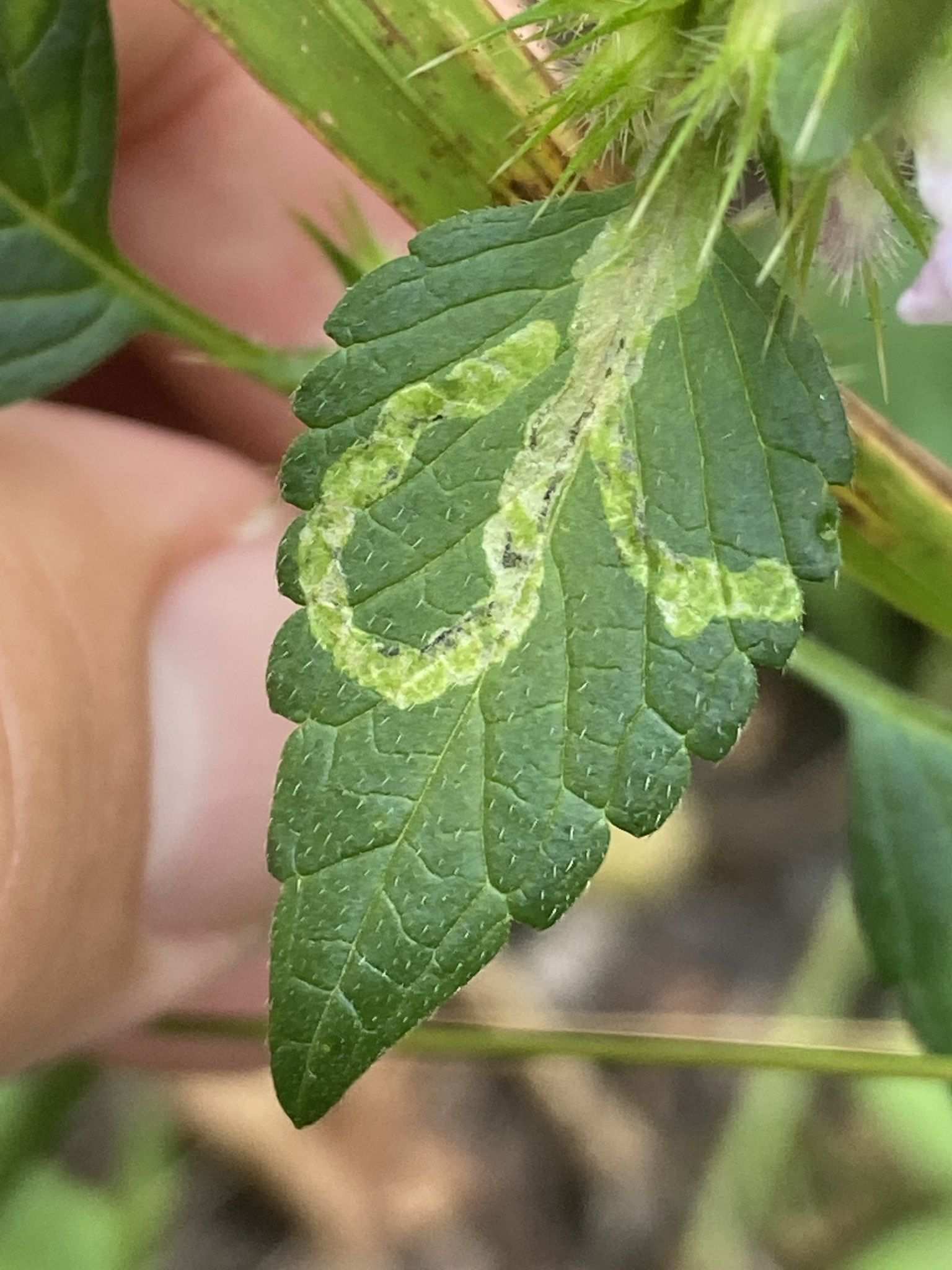 Liriomyza bryoniae