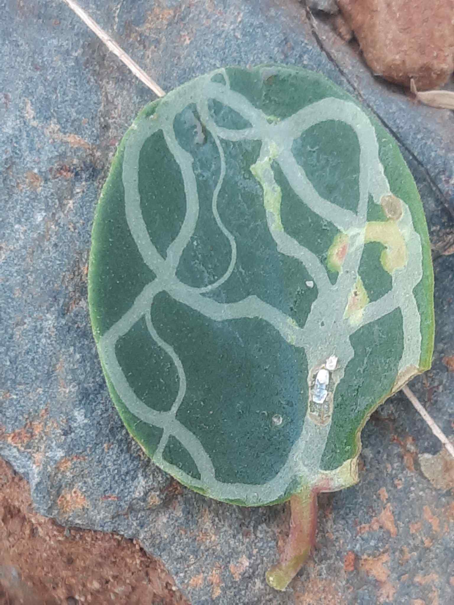 Liriomyza bryoniae