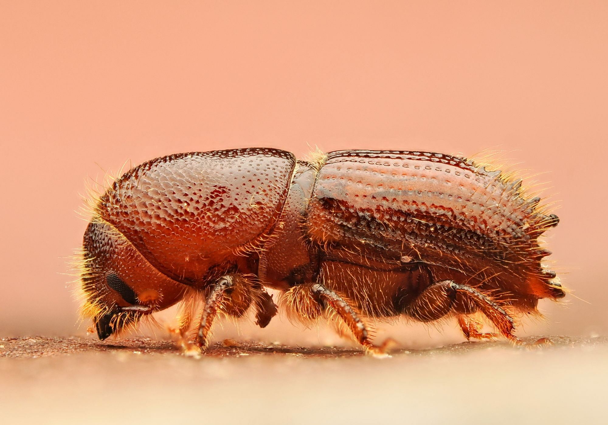 Ips sexdentatus