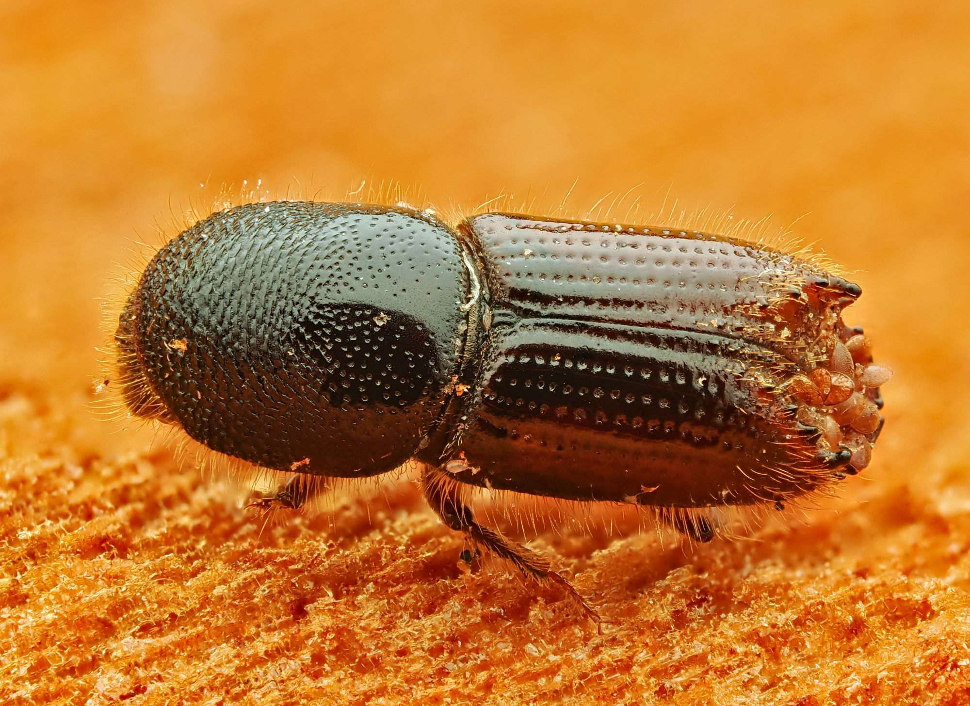 Ips sexdentatus