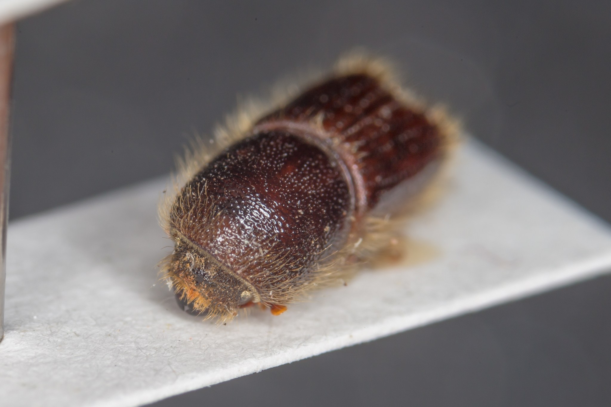 Ips sexdentatus