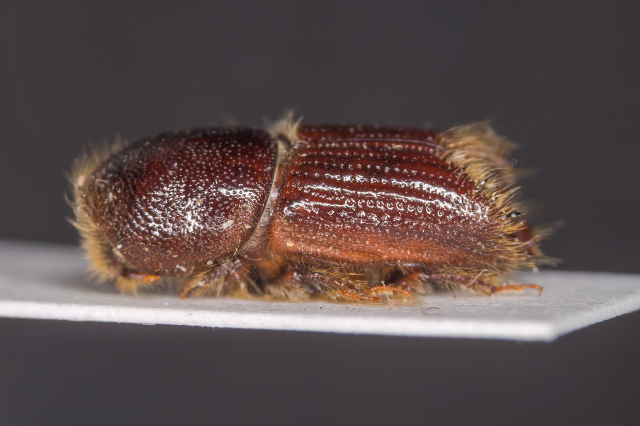 Ips sexdentatus