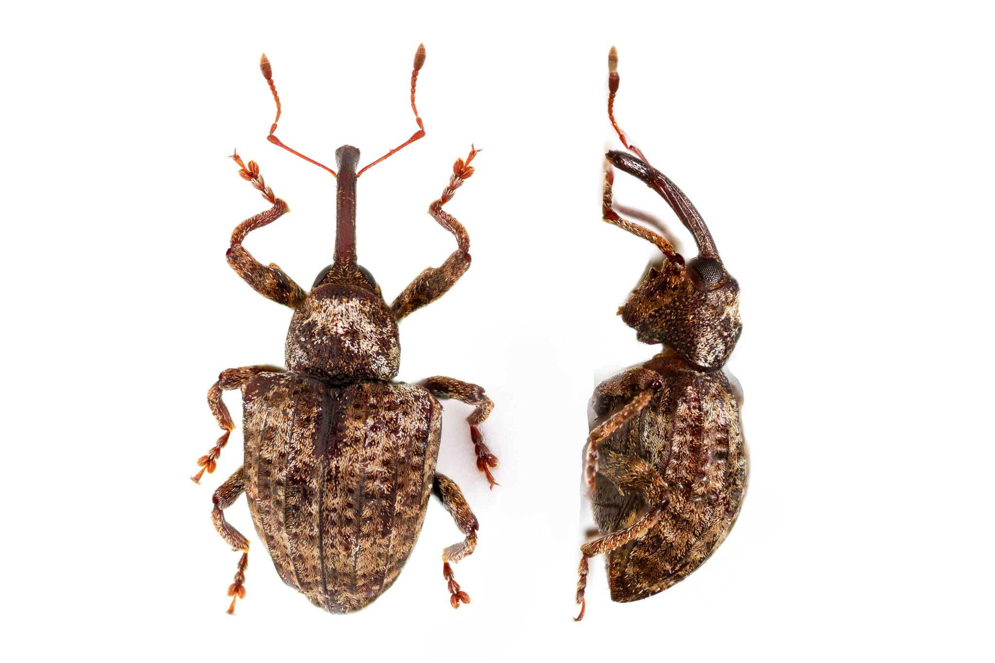 Conotrachelus crataegi