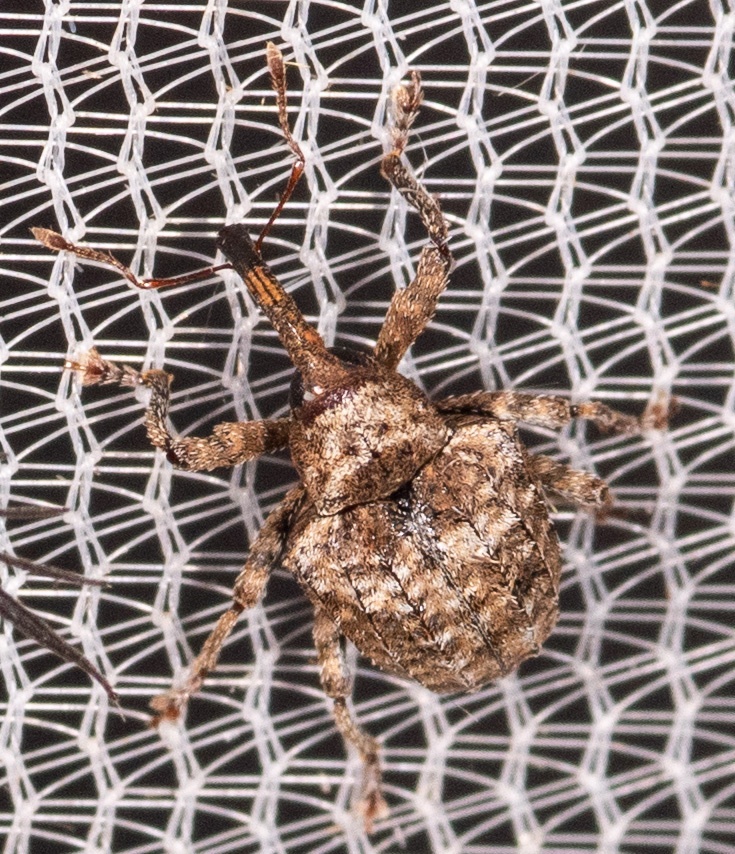 Conotrachelus crataegi