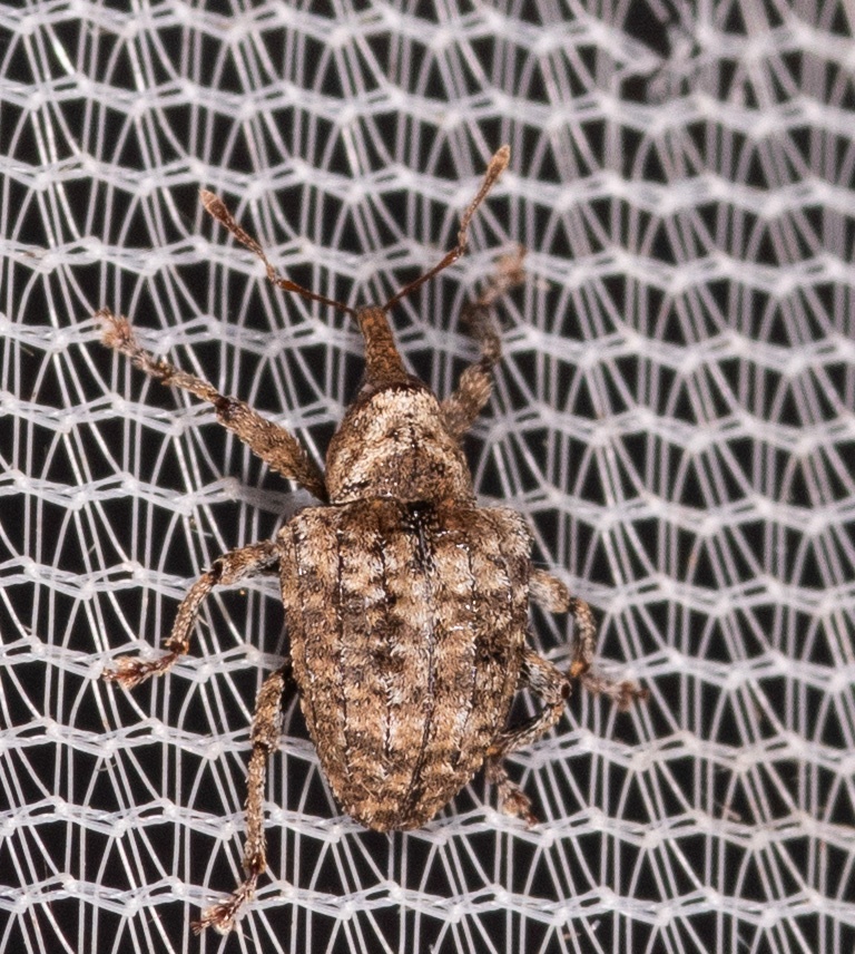 Conotrachelus crataegi