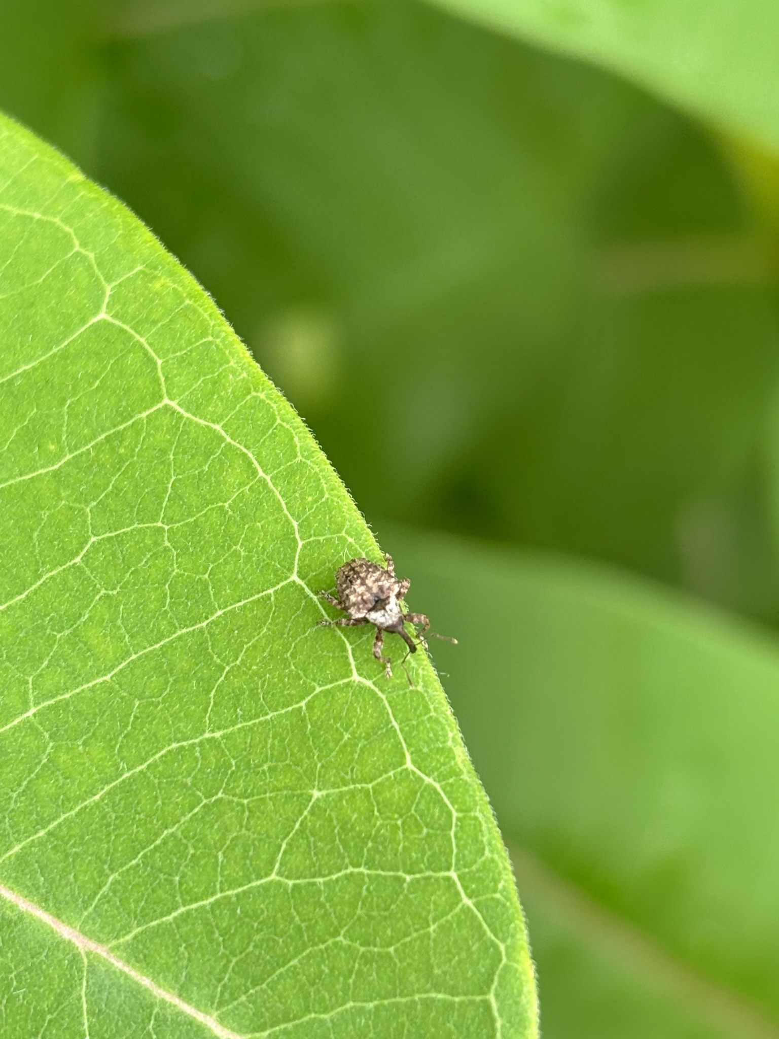 Conotrachelus crataegi