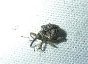 Conotrachelus crataegi
