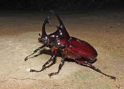 Augosoma centaurus