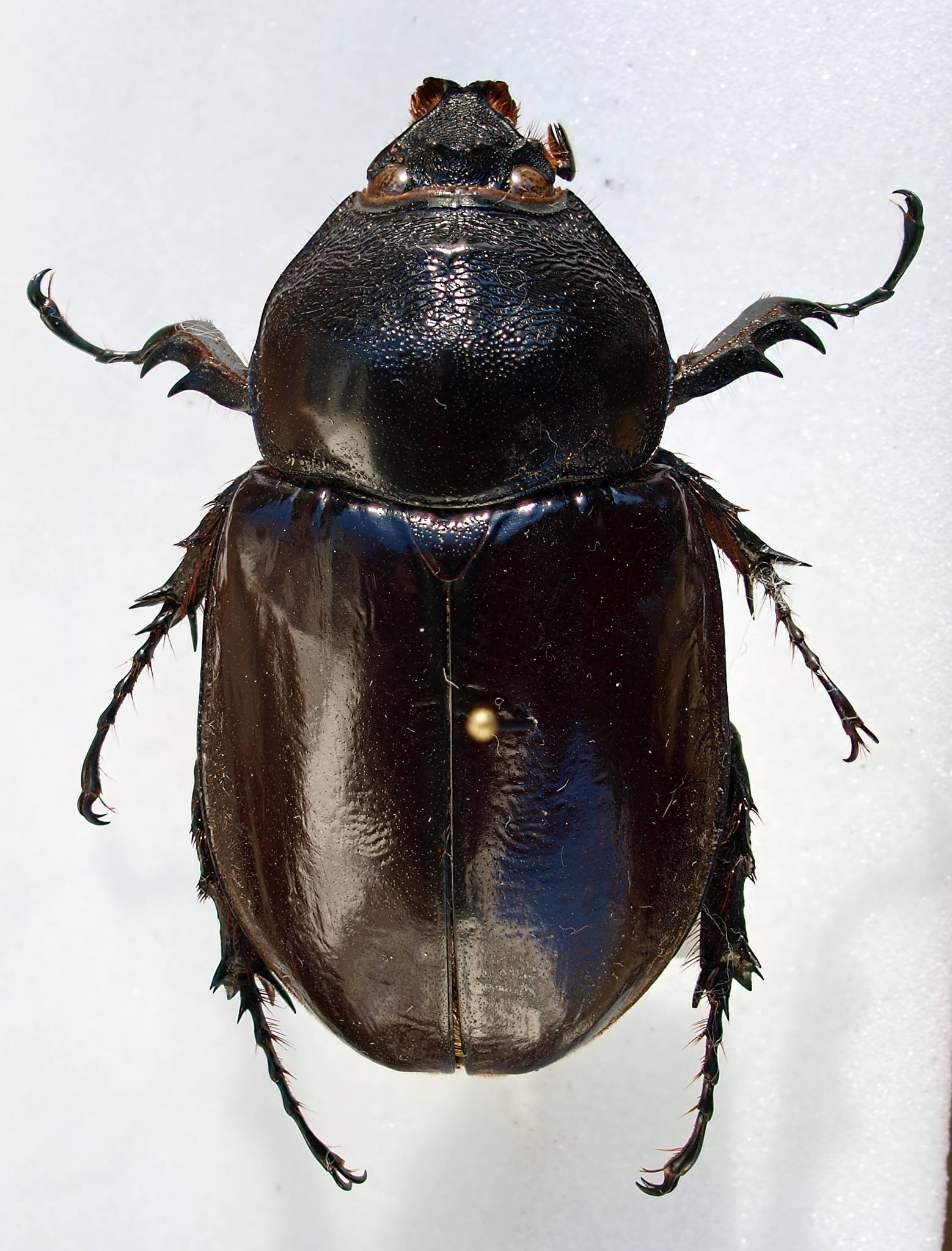 Augosoma centaurus