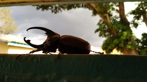 Augosoma centaurus