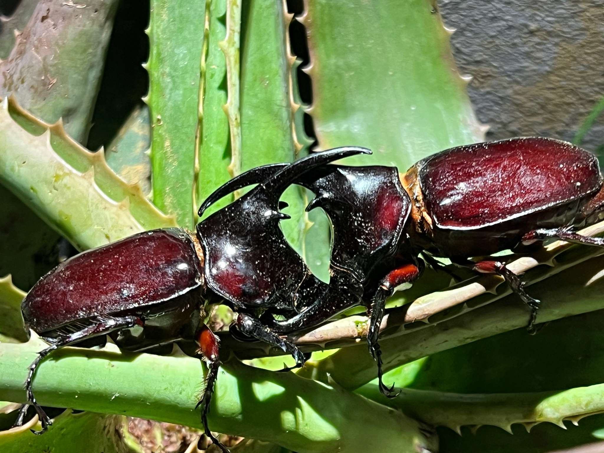 Augosoma centaurus