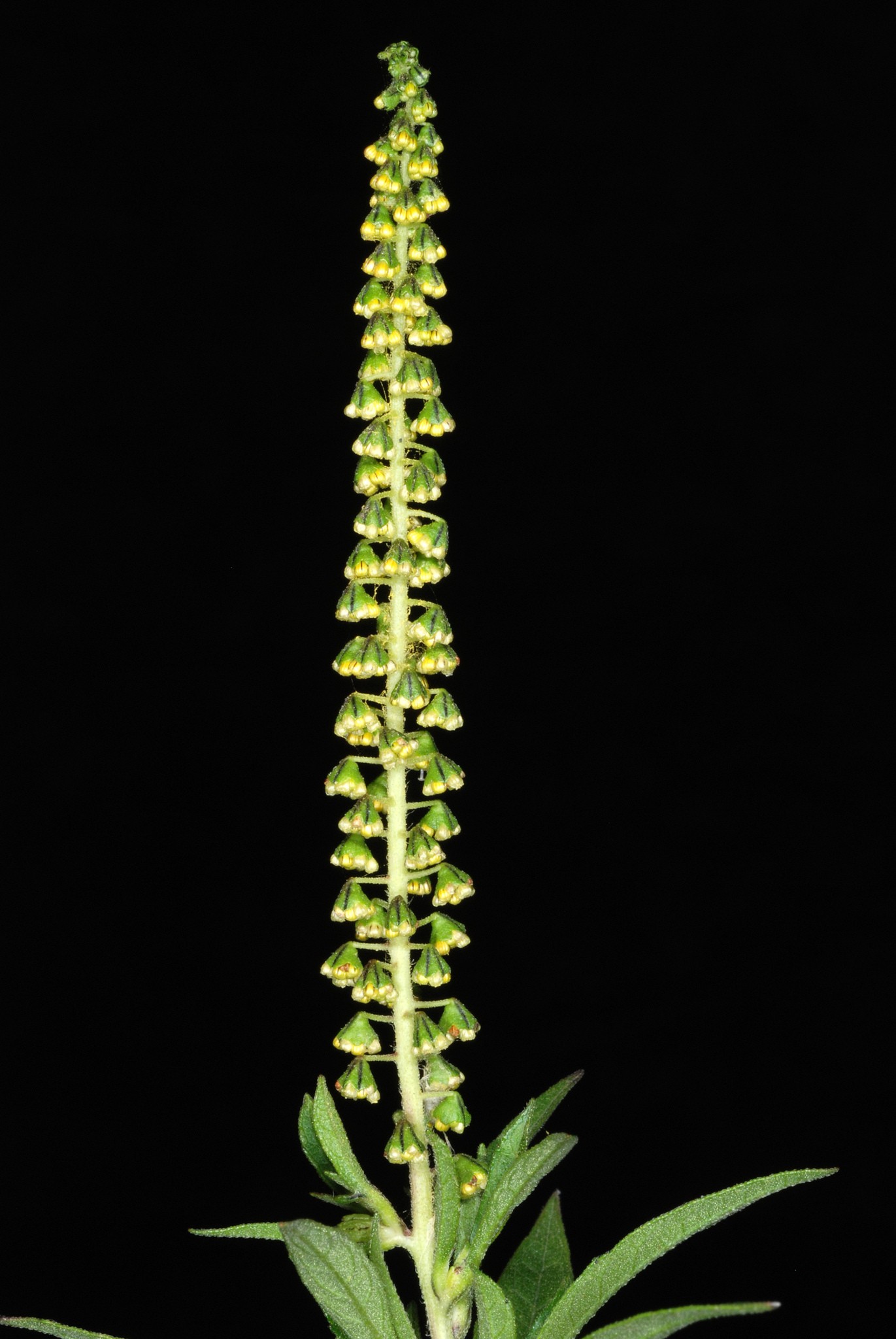Ambrosia trifida